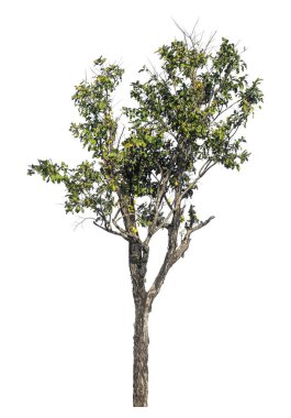 Kırpma yolu ve alfa kanalı olan tek ağaç beyaz arkaplanda izole edildi 