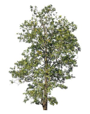 Kırpma yolu ve alfa kanalı olan tek ağaç beyaz arkaplanda izole edildi 