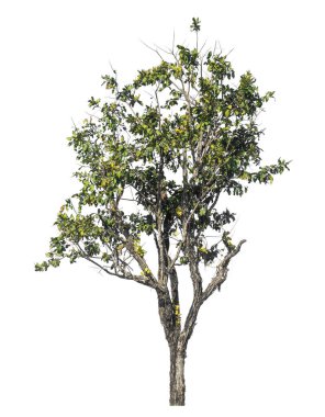 Kırpma yolu ve alfa kanalı olan tek ağaç beyaz arkaplanda izole edildi 