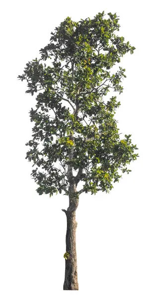 Kırpma yolu ve alfa kanalı olan tek ağaç beyaz arkaplanda izole edildi 