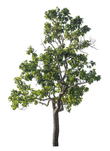 Kırpma yolu ve alfa kanalı olan tek ağaç beyaz arkaplanda izole edildi 