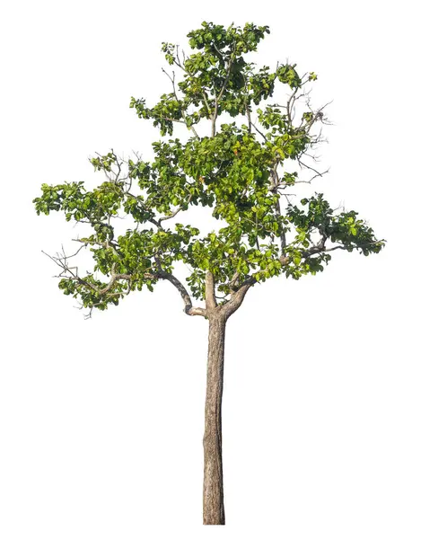 Kırpma yolu ve alfa kanalı olan tek ağaç beyaz arkaplanda izole edildi 