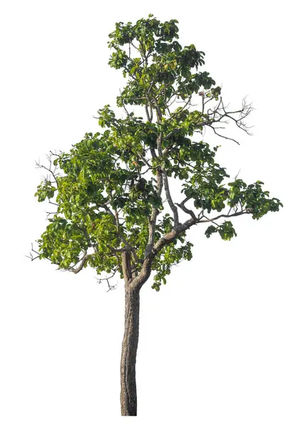 Kırpma yolu ve alfa kanalı olan tek ağaç beyaz arkaplanda izole edildi 