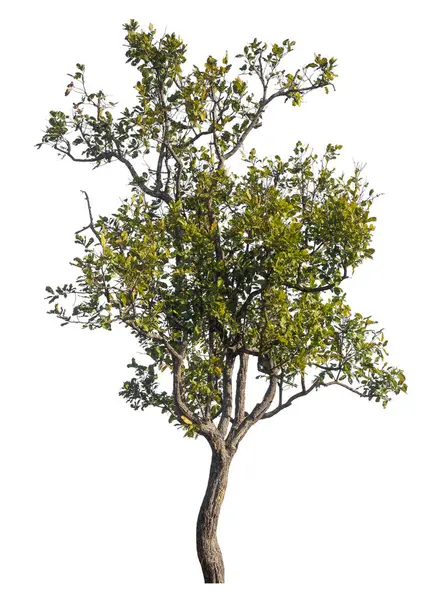 Kırpma yolu ve alfa kanalı olan tek ağaç beyaz arkaplanda izole edildi