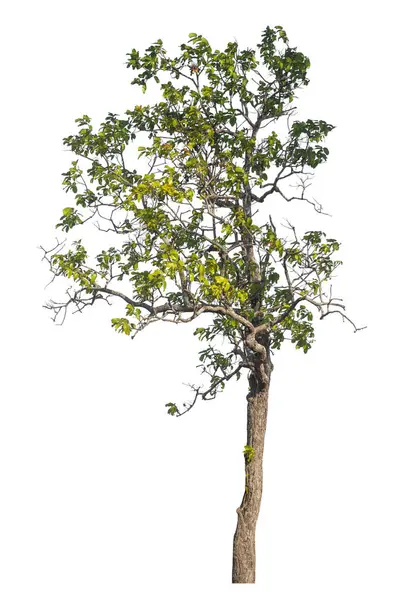 Kırpma yolu ve alfa kanalı olan tek ağaç beyaz arkaplanda izole edildi 