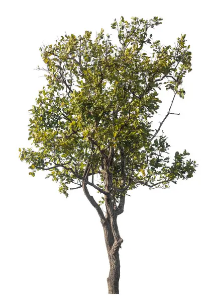 Kırpma yolu ve alfa kanalı olan tek ağaç beyaz arkaplanda izole edildi 