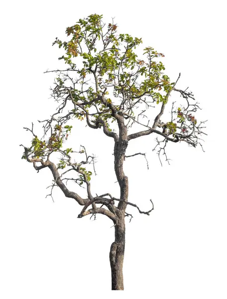 Kırpma yolu ve alfa kanalı olan tek ağaç beyaz arkaplanda izole edildi 