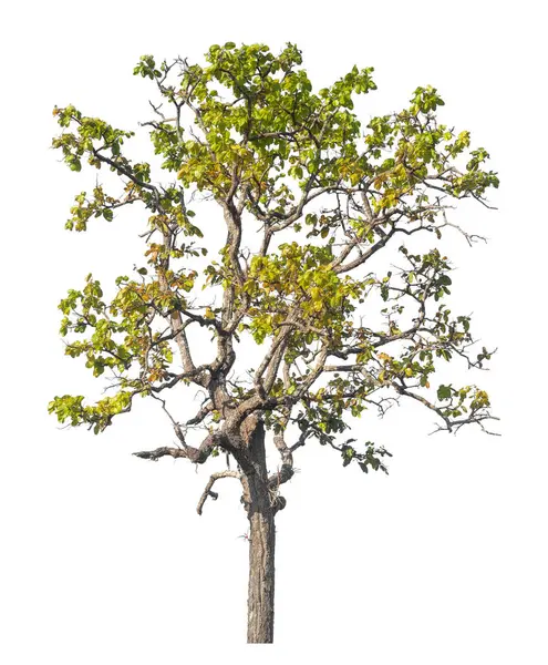 Kırpma yolu ve alfa kanalı olan tek ağaç beyaz arkaplanda izole edildi 