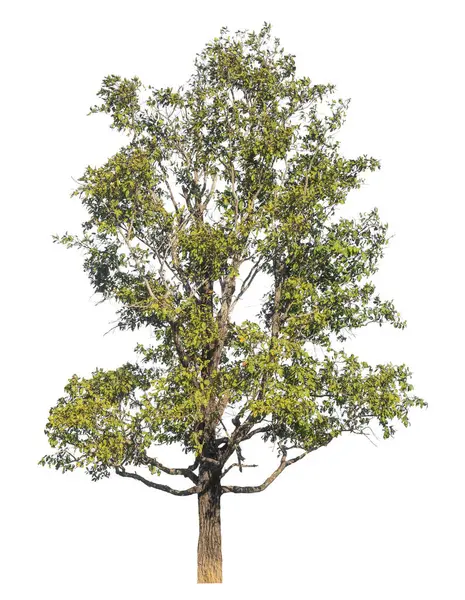 Kırpma yolu ve alfa kanalı olan tek ağaç beyaz arkaplanda izole edildi 