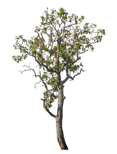 Kırpma yolu ve alfa kanalı olan tek ağaç beyaz arkaplanda izole edildi 