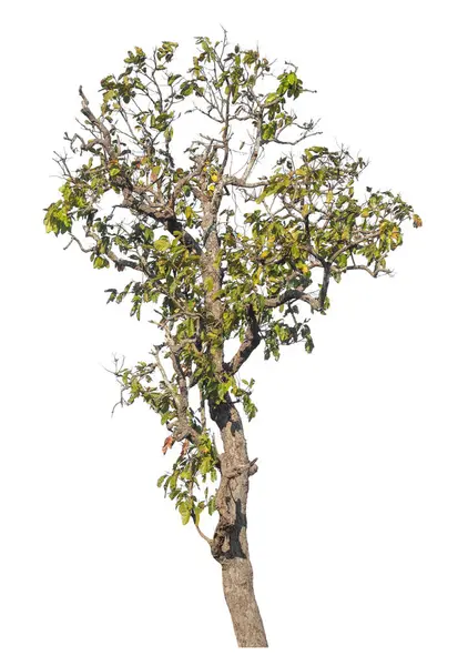 Kırpma yolu ve alfa kanalı olan tek ağaç beyaz arkaplanda izole edildi