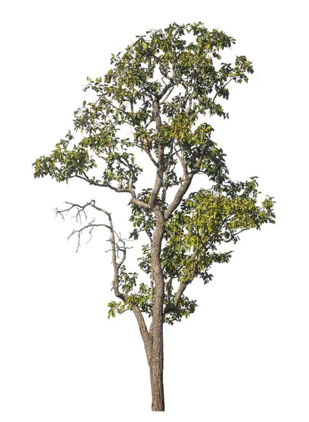 Kırpma yolu ve alfa kanalı olan tek ağaç beyaz arkaplanda izole edildi 