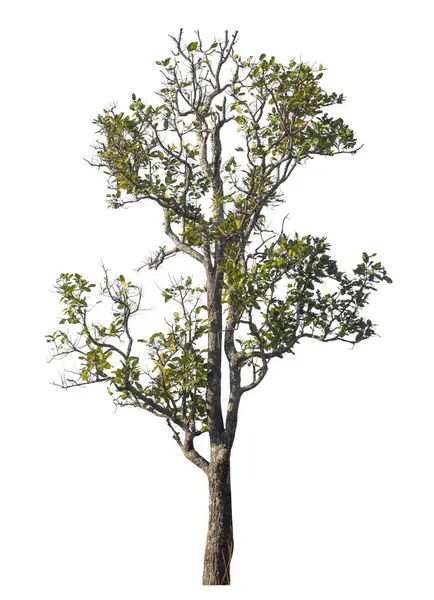 Kırpma yolu ve alfa kanalı olan tek ağaç beyaz arkaplanda izole edildi