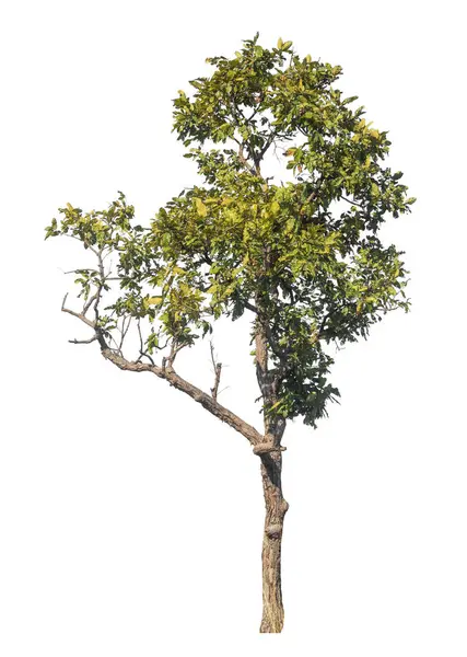 Kırpma yolu ve alfa kanalı olan tek ağaç beyaz arkaplanda izole edildi