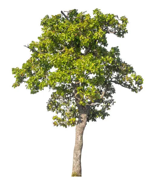 Kırpma yolu ve alfa kanalı olan tek ağaç beyaz arkaplanda izole edildi