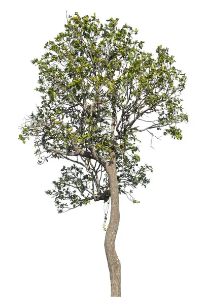 Kırpma yolu ve alfa kanalı olan tek ağaç beyaz arkaplanda izole edildi 