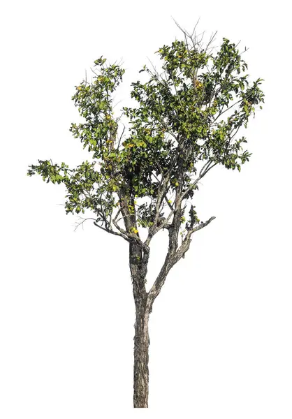 Kırpma yolu ve alfa kanalı olan tek ağaç beyaz arkaplanda izole edildi 