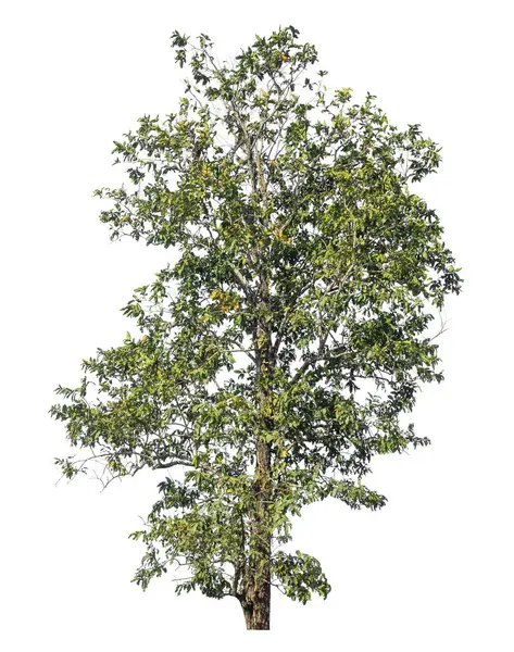 Kırpma yolu ve alfa kanalı olan tek ağaç beyaz arkaplanda izole edildi 