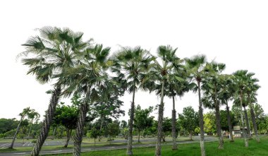 Yeşil ağaçlar beyaz arka planda izole edilmiştir. Yazın hem yazlık hem de kesme yolu ve alfa kanallı web sayfaları için orman ve yeşilliktir..