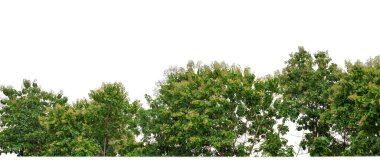 Yeşil ağaçlar beyaz arka planda izole edilmiştir. Yazın hem yazlık hem de kesme yolu ve alfa kanallı web sayfaları için orman ve yeşilliktir..
