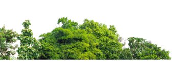 Yeşil ağaçlar beyaz arka planda izole edilmiştir. Yazın hem yazlık hem de kesme yolu ve alfa kanallı web sayfaları için orman ve yeşilliktir..
