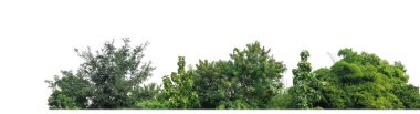 Yeşil ağaçlar beyaz arka planda izole edilmiştir. Yazın hem yazlık hem de kesme yolu ve alfa kanallı web sayfaları için orman ve yeşilliktir.