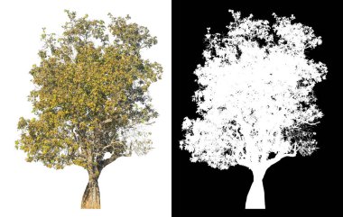 Kırpma yolu beyaz arkaplanda izole edilmiş tek ağaç ve siyah arkaplanda alfa kanalı