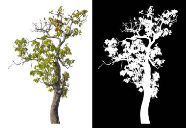 Kırpma yolu beyaz arkaplanda izole edilmiş tek ağaç ve siyah arkaplanda alfa kanalı