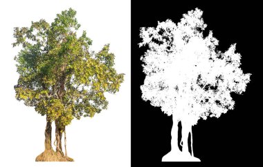 Kırpma yolu beyaz arkaplanda izole edilmiş tek ağaç ve siyah arkaplanda alfa kanalı