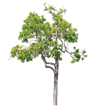 Single green tree isolated on white background with clipping path and alpha channel 