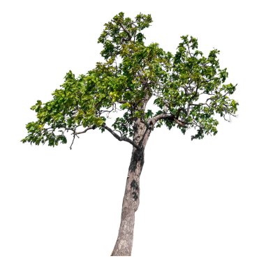Single green tree isolated on white background with clipping path and alpha channel