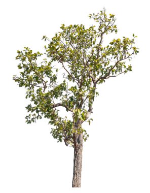 Kırpma yolu ve alfa kanalı olan tek ağaç beyaz arkaplanda izole edildi 