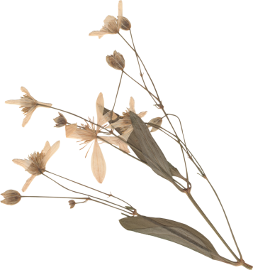 Yumuşak ve narin solmuş çiçekler beyaz arka planda