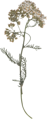 Yumuşak ve narin solmuş çiçekler beyaz arka planda