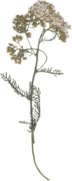 Yumuşak ve narin solmuş çiçekler beyaz arka planda