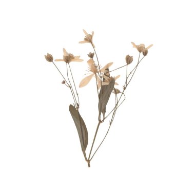 Kurumuş yaban çiçeklerinin narin bir filizinin basit bir örneği..