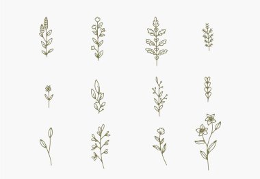 Çeşitli narin dallar, yapraklar ve gövdelerin bir dizi çizgisi..