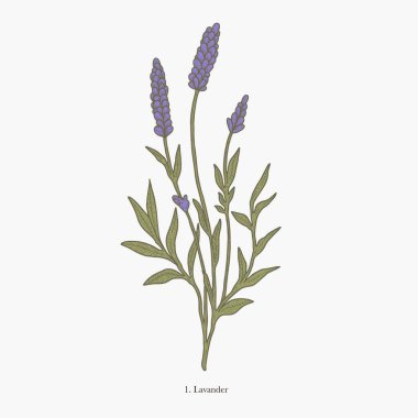 Uygulamalar veya web sayfaları için uygun bir lavanta bitkisinin detaylı botanik çizimi.