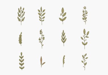 Çeşitli narin dallar, yapraklar ve gövdelerin bir dizi çizgisi..