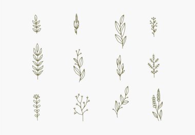 Beyaz arkaplanda çeşitli narin dallar, yapraklar ve sapların çizgi çizimi 