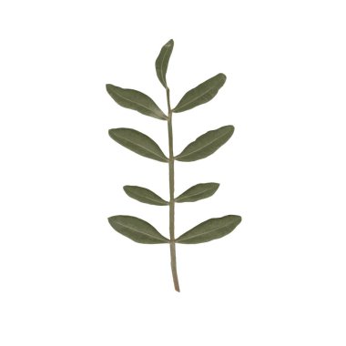 Beyaz arka planda birkaç koyu yeşil yaprağı olan küçük, resimli bir dal.