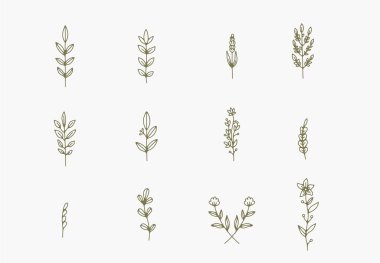 Beyaz arkaplanda çeşitli narin dallar, yapraklar ve sapların çizgi çizimi 