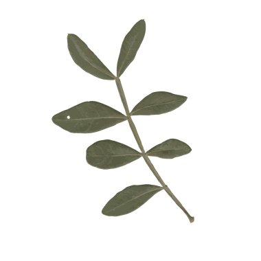 Beyaz arka planda birkaç koyu yeşil yaprağı olan küçük, resimli bir dal.