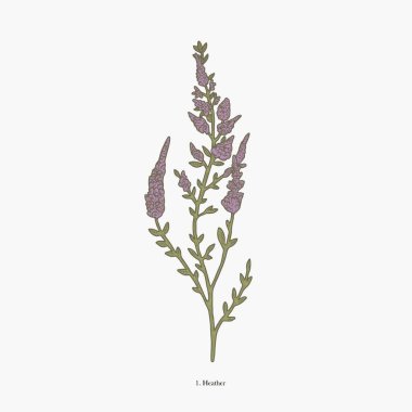 Mor çiçekleri ve yeşil yaprakları olan bir meyan kökü bitkisinin botanik çizimi..