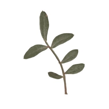 Birkaç yeşil yapraklı küçük bir dalın suluboya çizimi.