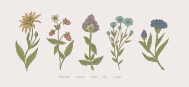 İçinde karahindiba, çilek ve çiçeklerin de bulunduğu resimli bitkiler..