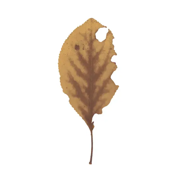 Yeşil, sarı ve kahverengi sonbahar renklerinde tek bir yaprak.