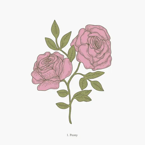 Uygulamalar veya web sayfaları için uygun pembe güllerin detaylı botanik çizimi.