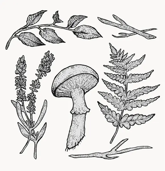 Uygulamalar veya web sayfaları için uygun orman bitkileriyle detaylı bir botanik çizimi.