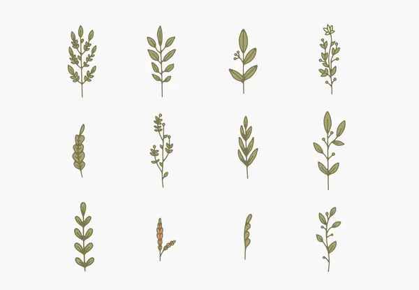 Çeşitli narin dallar, yapraklar ve gövdelerin bir dizi çizgisi..